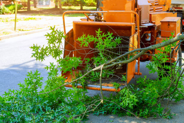 Best Dead Tree Removal  in Kittitas, WA